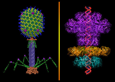 Phage Therapy: A Resurgent Solution to the Antibiotic Resistance Crisis